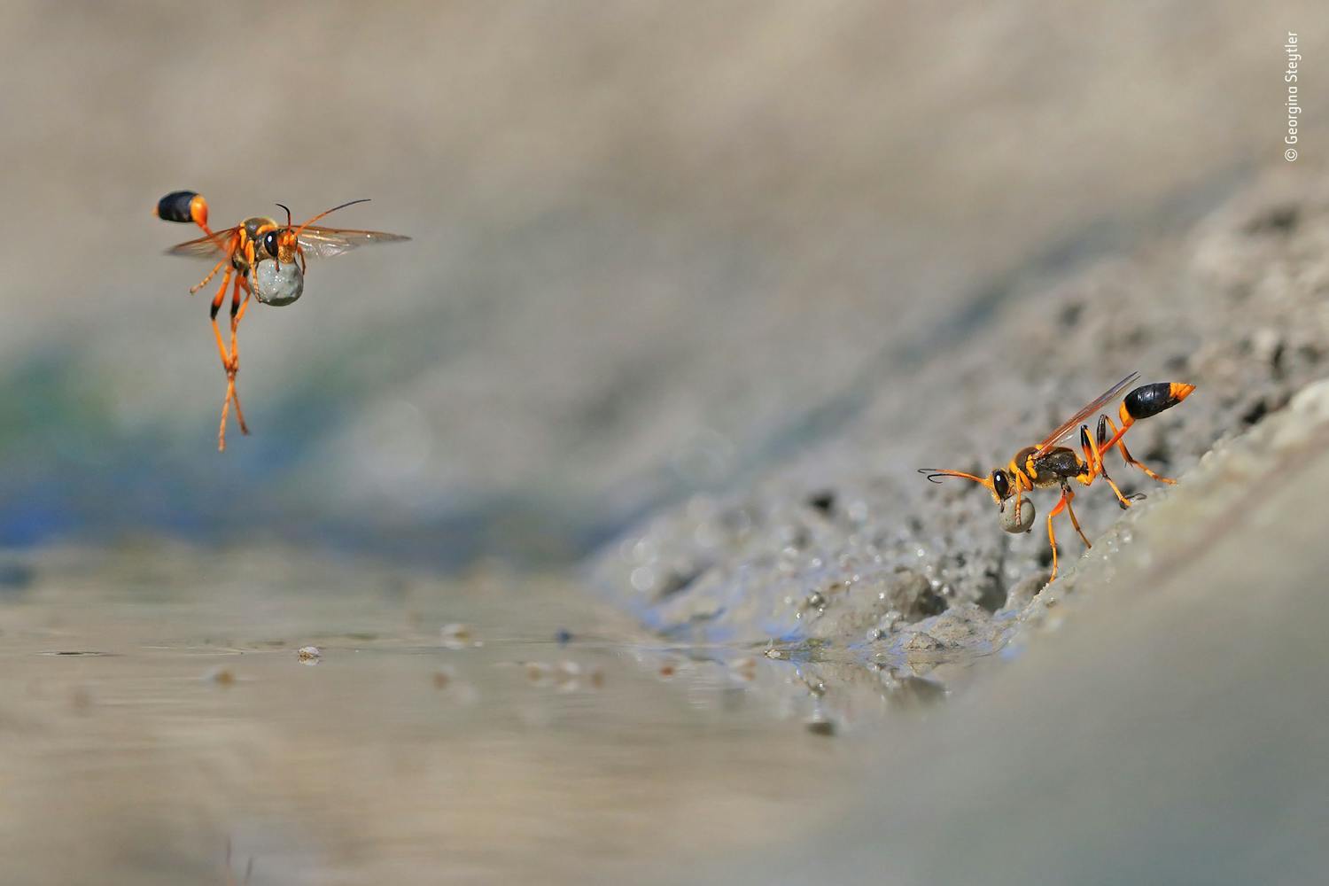Wildlife Photographer of the Year 2018 Wildlife Photographer of the Year 2018